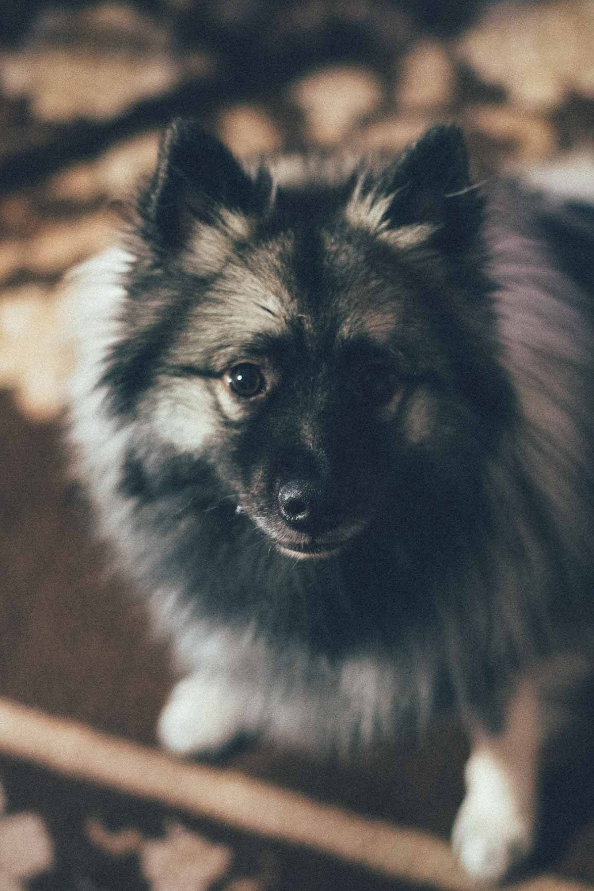 Fluffy dog.