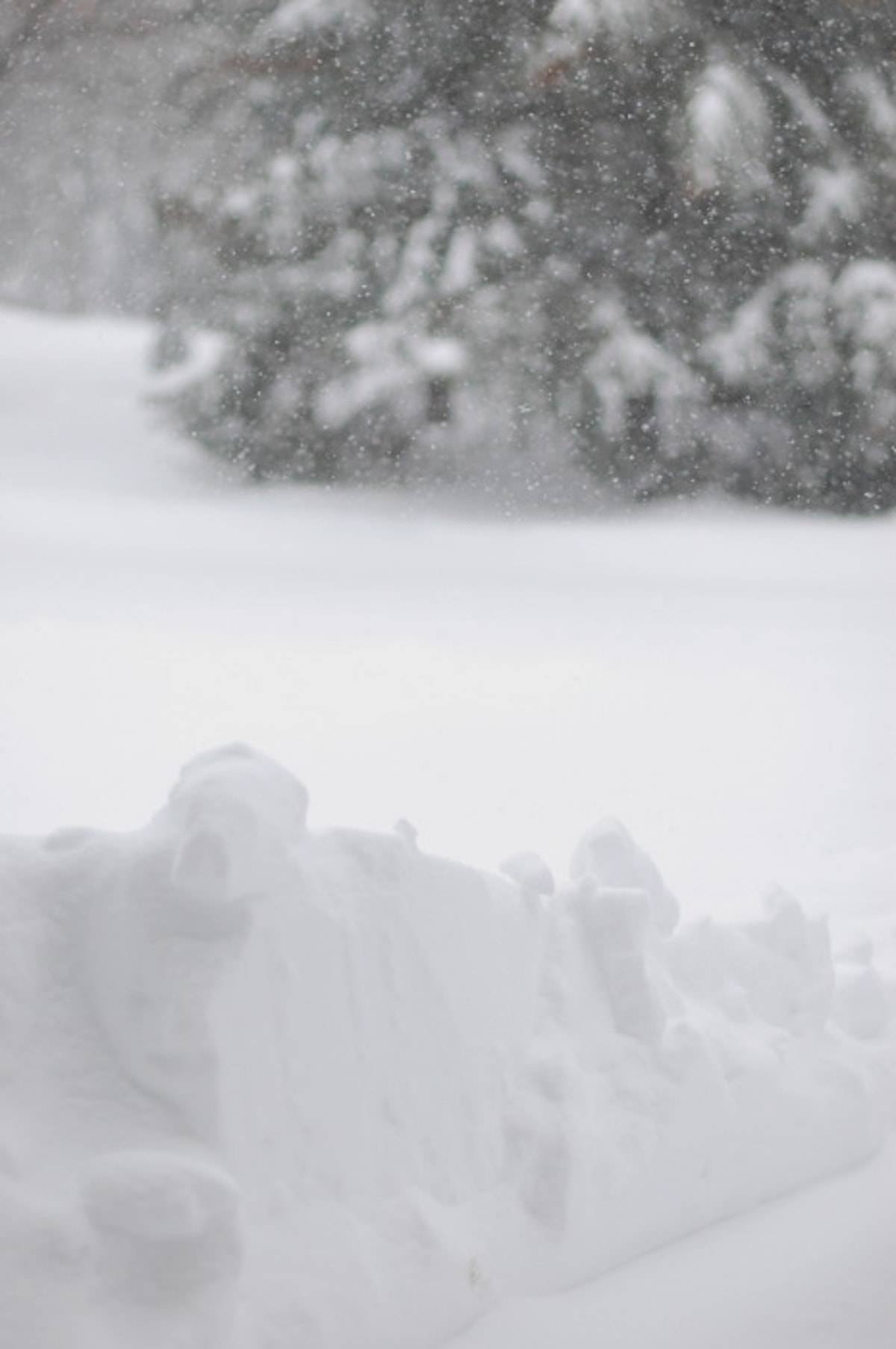 Minnesota Snow covering tree branches and the ground.